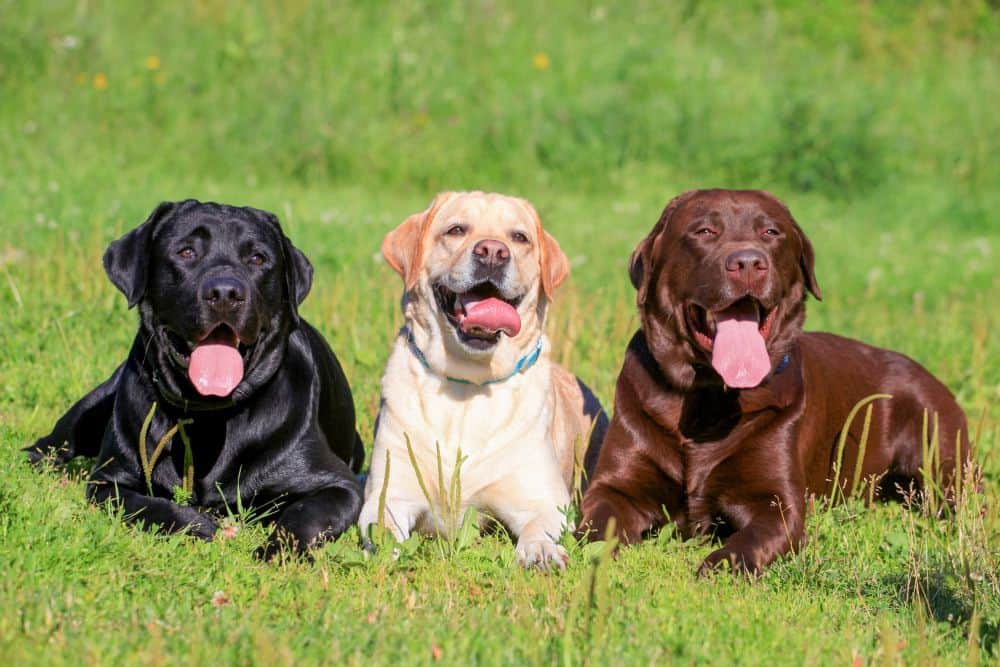 Image Result For Golden Retriever Vs Yellow Lab