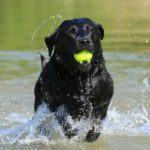 Labrador Retriever beschäftigen