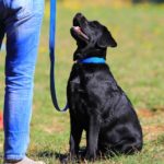 Tipps und Tricks für die richtige Labrador Erziehung.