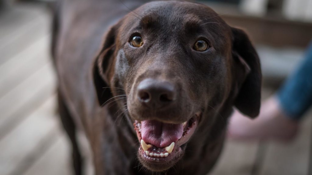 Gib einem Labrador in Not eine zweite Chance!