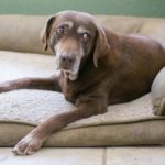 Labrador Lebenserwartung, Lebensdauer. Wie alt wird ein Labrador?