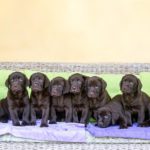 Labrador Züchter in Deiner Nähe. Finde einen seriösen Labrador Züchter!