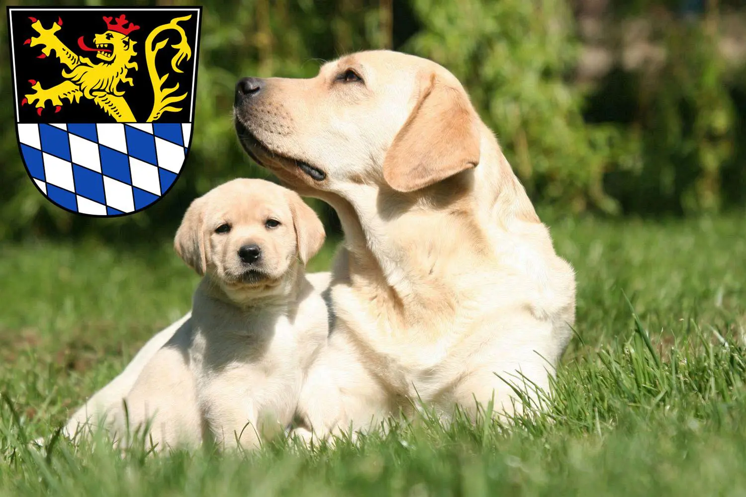 Labrador Züchter Und Welpen In Amberg - LabradorSeite.de