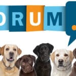 Labrador Forum - Fragen und Antworten zum Labrador