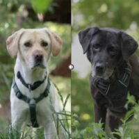 Lydia + Basti - geb. 2014/2016 „gemütliches Hunde-Duo“