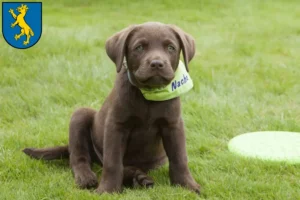 Mehr über den Artikel erfahren Labrador Züchter und Welpen in Biberach an der Riß