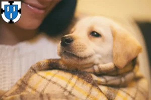 Mehr über den Artikel erfahren Labrador Züchter und Welpen in Bottrop