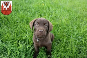 Mehr über den Artikel erfahren Labrador Züchter und Welpen in Cottbus