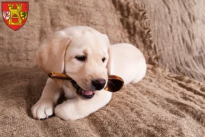 Mehr über den Artikel erfahren Labrador Züchter und Welpen in Euskirchen