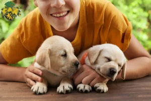 Mehr über den Artikel erfahren Labrador Züchter und Welpen in Gera