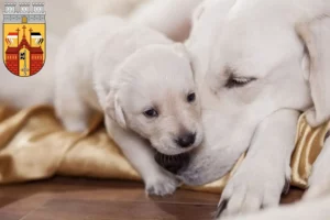 Mehr über den Artikel erfahren Labrador Züchter und Welpen in Herford