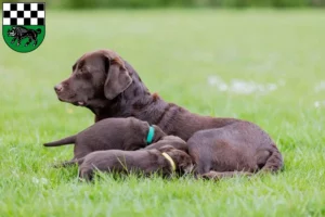 Mehr über den Artikel erfahren Labrador Züchter und Welpen in Kirchheimbolanden