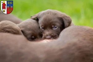 Mehr über den Artikel erfahren Labrador Züchter und Welpen in Krefeld