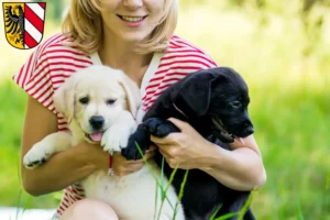 Mehr über den Artikel erfahren Labrador Züchter und Welpen in Nürnberg