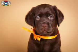 Mehr über den Artikel erfahren Labrador Züchter und Welpen in Osterholz-Scharmbeck