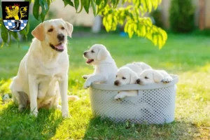 Mehr über den Artikel erfahren Labrador Züchter und Welpen in Schwandorf