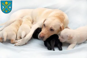 Mehr über den Artikel erfahren Labrador Züchter und Welpen in Seelow