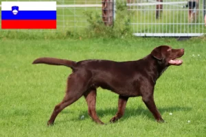 Mehr über den Artikel erfahren Labrador Züchter und Welpen in Slowenien