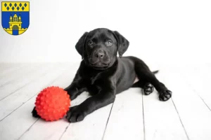 Mehr über den Artikel erfahren Labrador Züchter und Welpen in Steinfurt