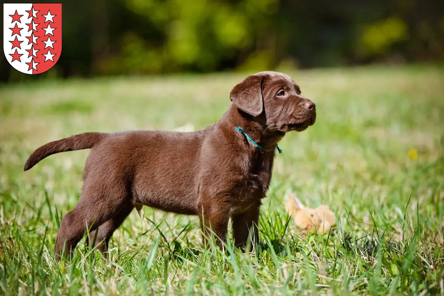 Mehr über den Artikel erfahren Labrador Züchter und Welpen aus dem Wallis