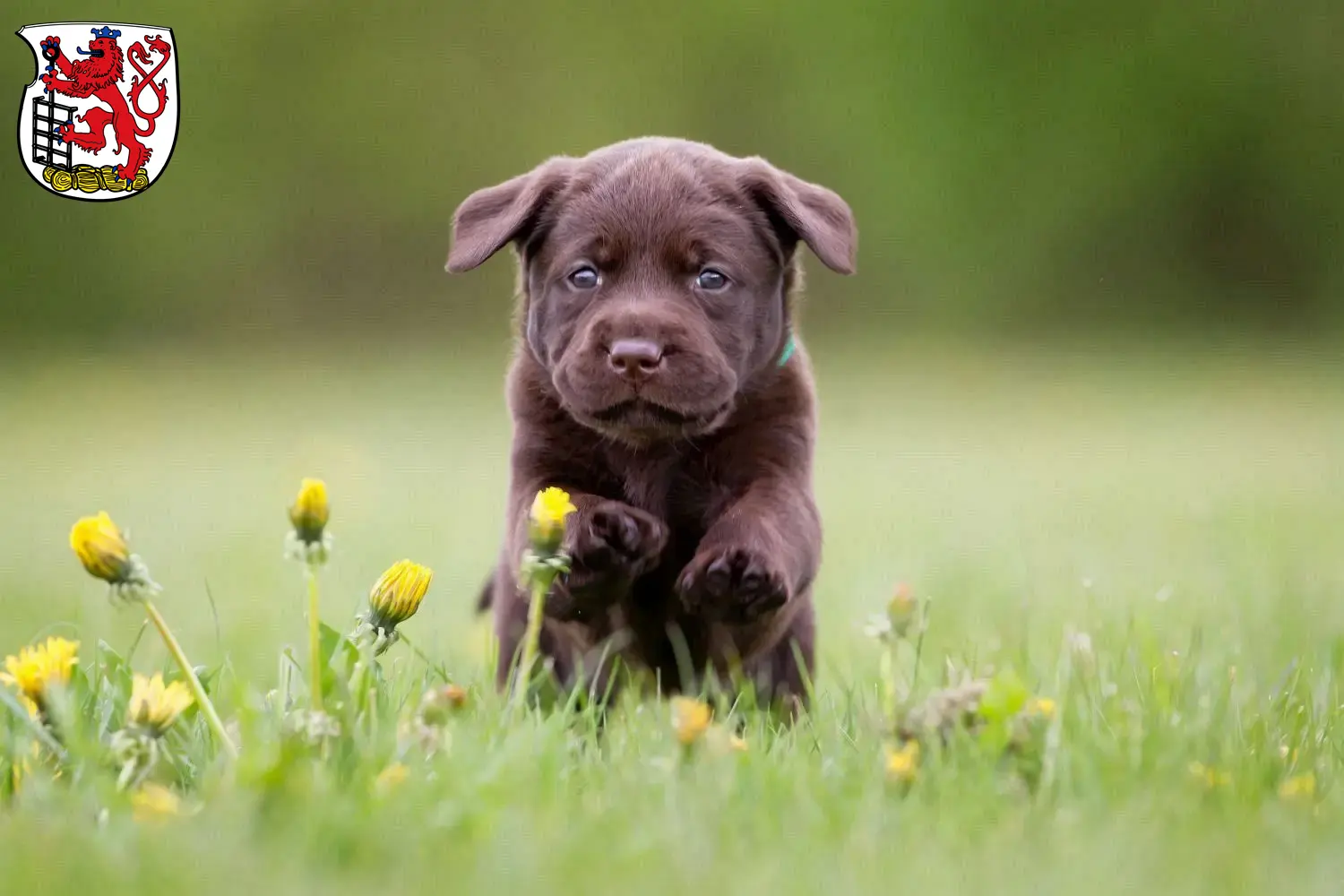 Mehr über den Artikel erfahren Labrador Züchter und Welpen in Wuppertal