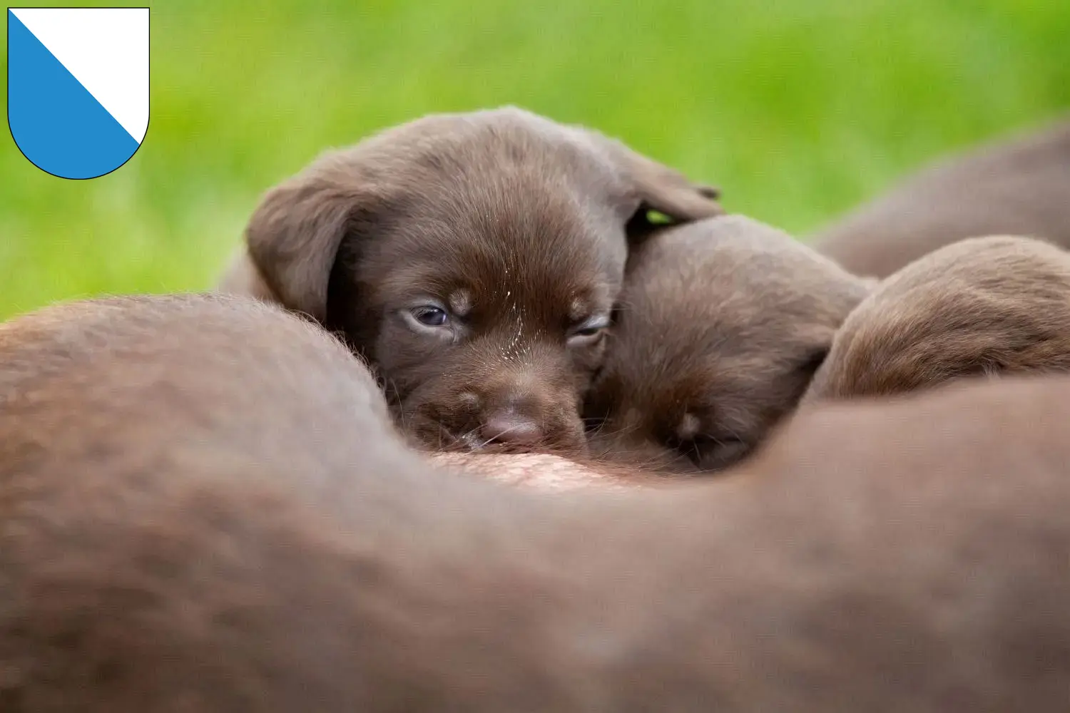 Mehr über den Artikel erfahren Labrador Züchter und Welpen in Zürich