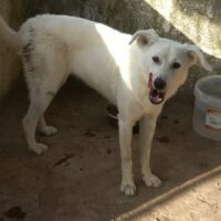 JESSY - geb. 2023 - Labradormix