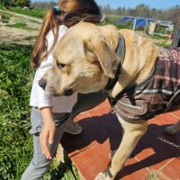 2 jähriger Beethoven sucht sein Sofa