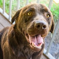 Freundlicher Labrador Rüde Kahlua